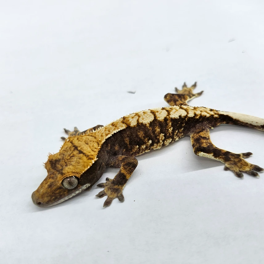 Harlequin Crested Gecko Photo - Crested Geckos US