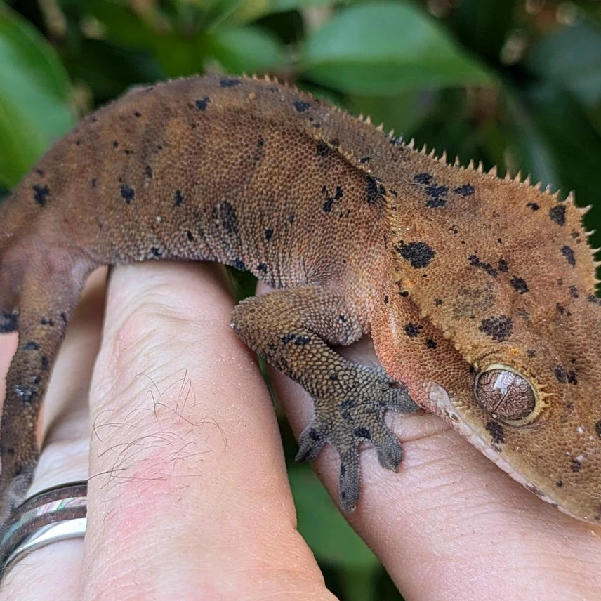 Red Super Dalmatian Crested Gecko #9 Photo - Crested Geckos US