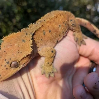 Red Super Dalmatian Crested Gecko #50 - Buy Online at Crested Geckos US