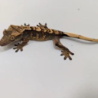 Your Complete Crested Gecko Care Guide