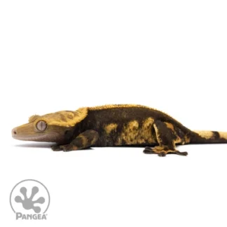 Are Crested Geckos Dangerous Pets?