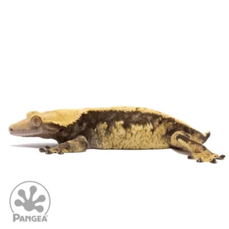 What is a Crested Gecko?