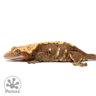 Flame Dalmatian Crested Gecko Cr-1981 - Buy Online at Crested Geckos US