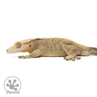 Crested Gecko Mouth Rot: A Keeper's Guide