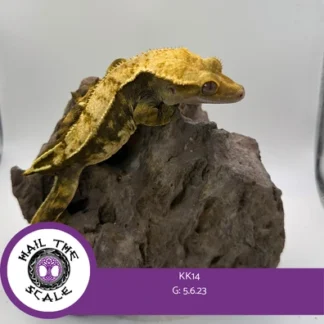 White Wall Partial Pin Crested Gecko – Female - Buy Online at Crested Geckos US