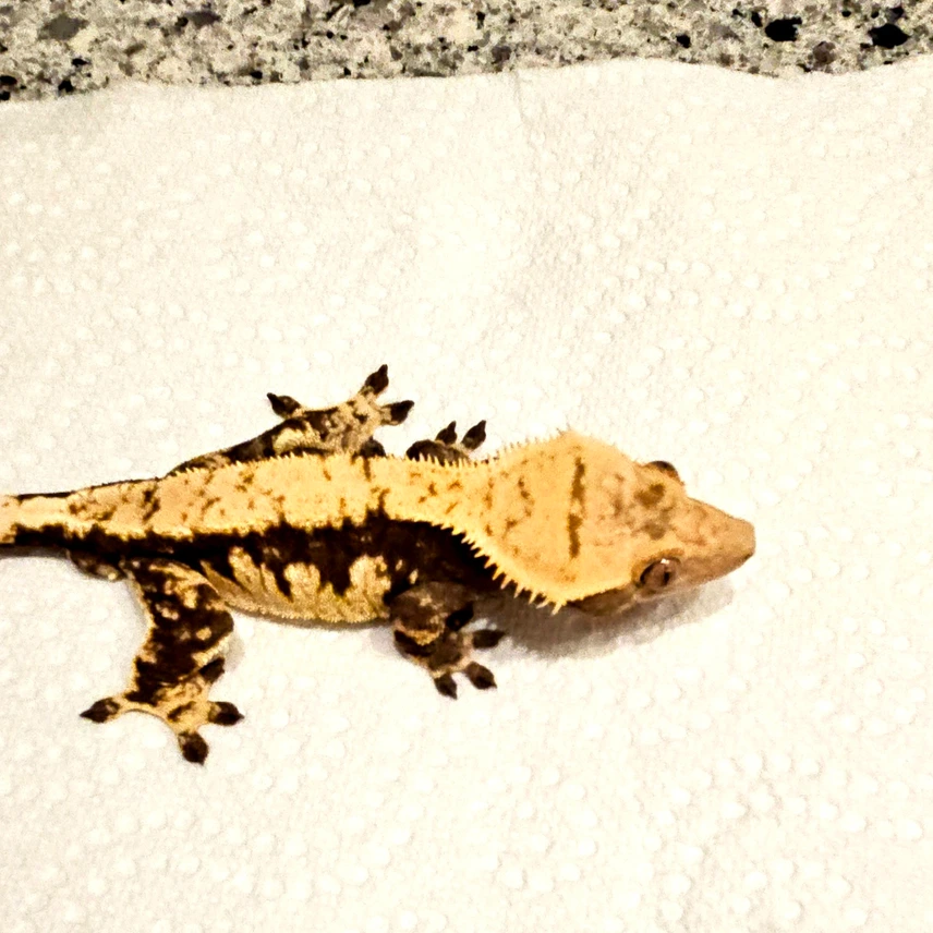 Crested Gecko Photo - Crested Geckos US