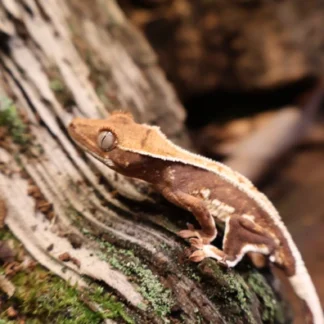 Crested Gecko 25-128-425521 - Buy Online at Crested Geckos US