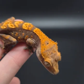 Orange Harlequin Dark Base Crested Gecko - Buy Online at Crested Geckos US