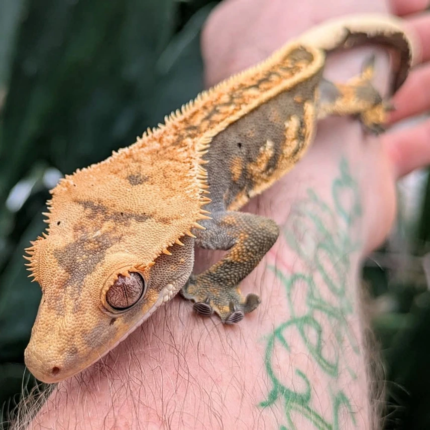 Halloween Pinstripe Harlequin Crested Gecko N200 Photo - Crested Geckos US