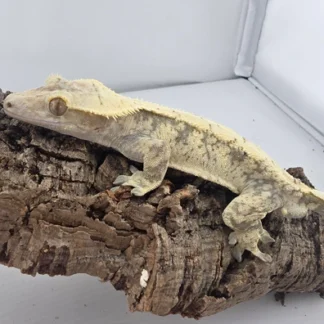 Are Crested Geckos Good for Beginners?