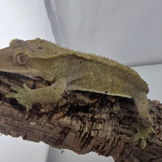 Essential Crested Gecko Accessories