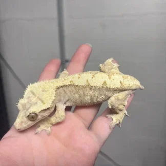 Yellow Crested Gecko - Buy Online at Crested Geckos US