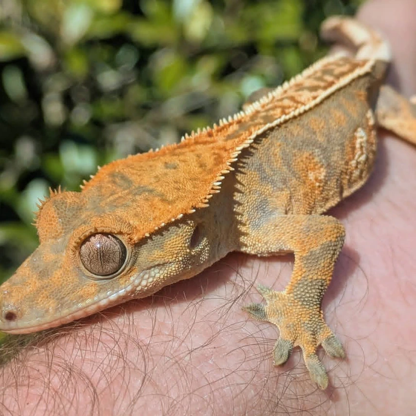 Tricolor Pinstripe Crested Gecko B1 Photo - Crested Geckos US
