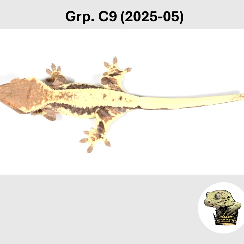 Frappuccino Crested Gecko Female Photo - Crested Geckos US
