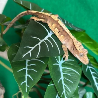 Flame Crested Gecko - Buy Online at Crested Geckos US