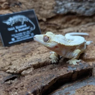 2023 Mocha X Lilly White Crested Gecko - Buy Online at Crested Geckos US