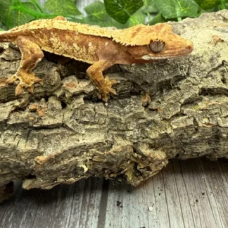 Your Guide to Buying a Crested Gecko