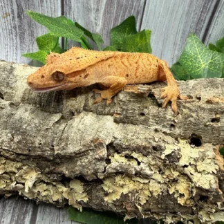 Beautiful Brindle Dalmatian Crested Gecko - Buy Online at Crested Geckos US