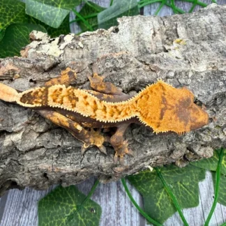 Cute Harlequin Crested Gecko With White Spots - Buy Online at Crested Geckos US