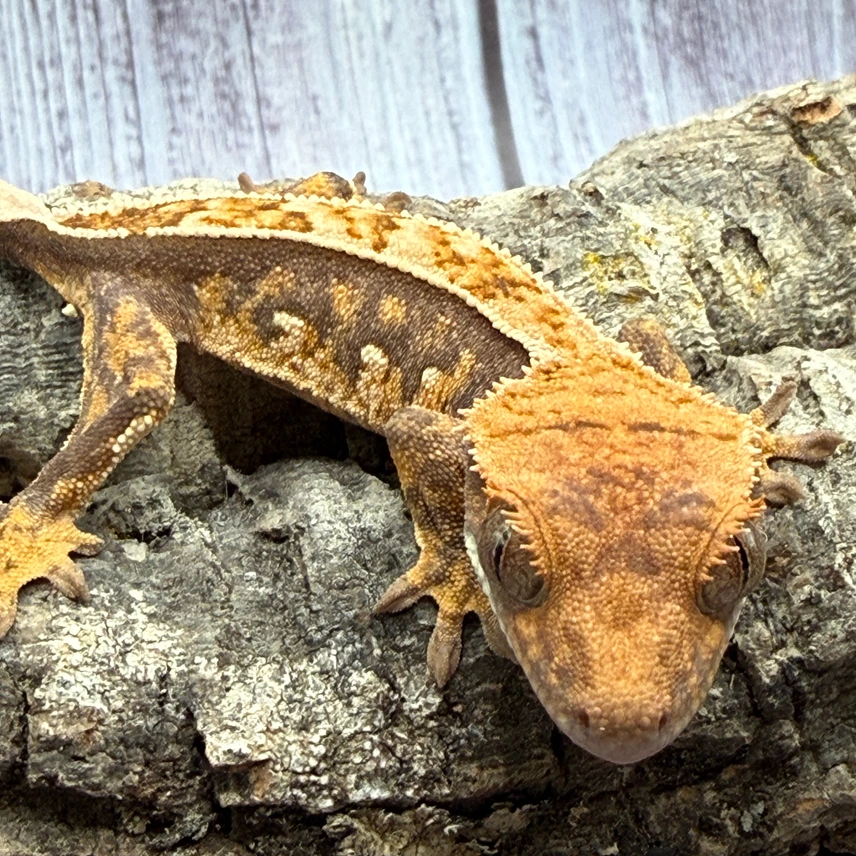 Extreme Harlequin Crested Gecko With Dashed Quadstripe Photo - Crested Geckos US