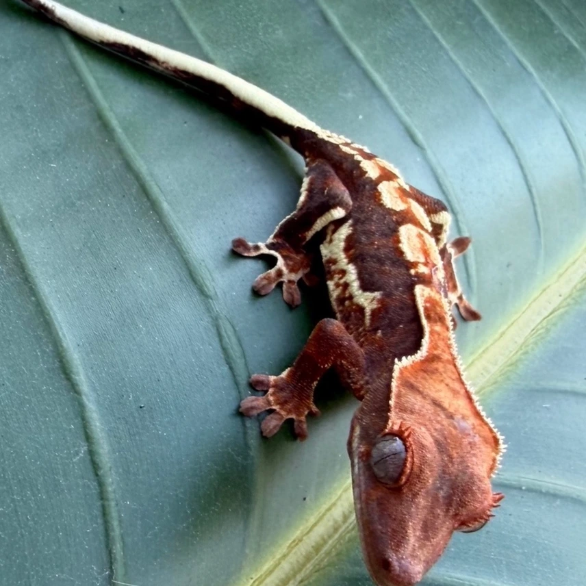 Lily White Crested Gecko Tricolor Photo - Crested Geckos US