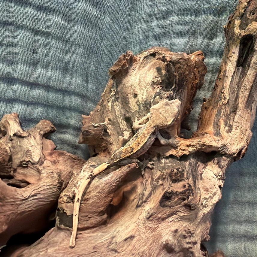 Orange Cream Harlequin Partial Pinstripe Crested Gecko Photo - Crested Geckos US