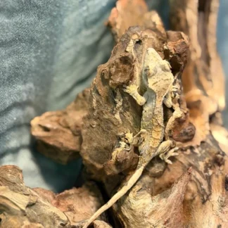 Orange Cream Harlequin Partial Pinstripe (Banded/Tiger) Crested Gecko - Buy Online at Crested Geckos US