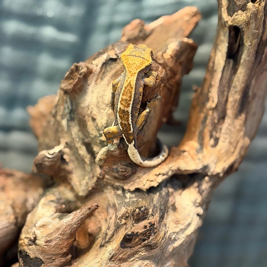 High Contrast Harlequin Partial Pinstripe Dalmatian Crested Gecko Photo - Crested Geckos US