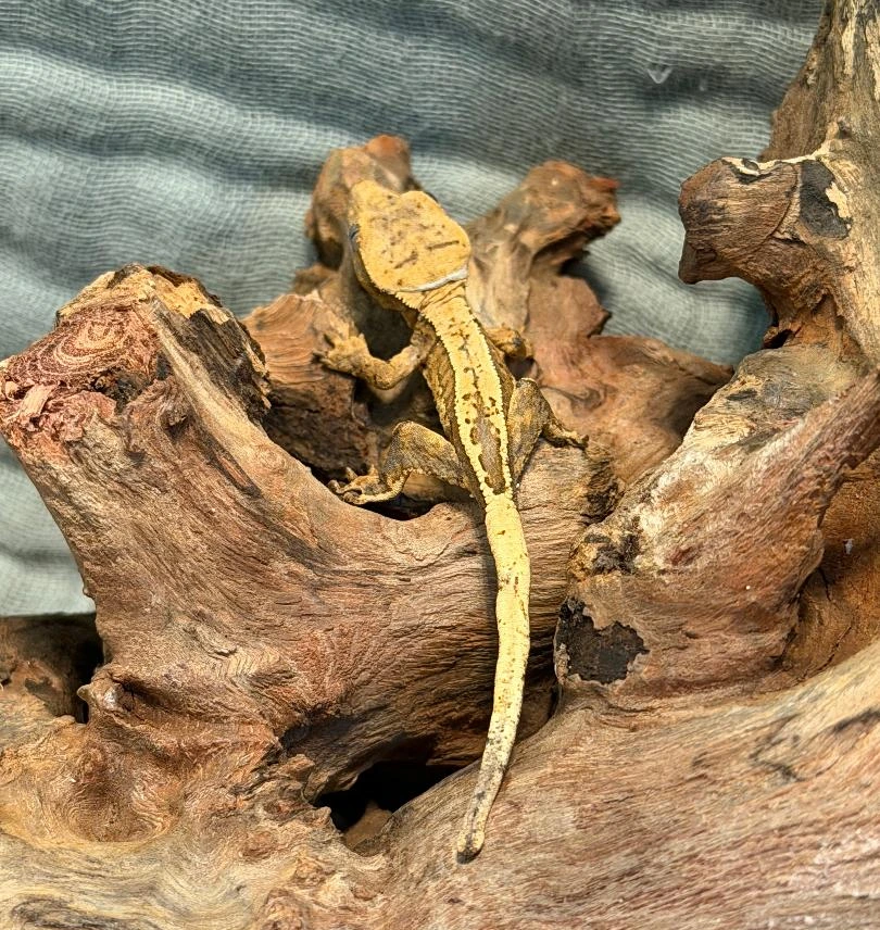 Orange Cream Flame Partial Pinstripe Crested Gecko Photo - Crested Geckos US