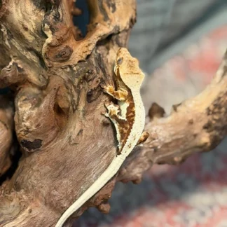 Extreme Harlequin White Wall Crested Gecko – High White Tricolor - Buy Online at Crested Geckos US