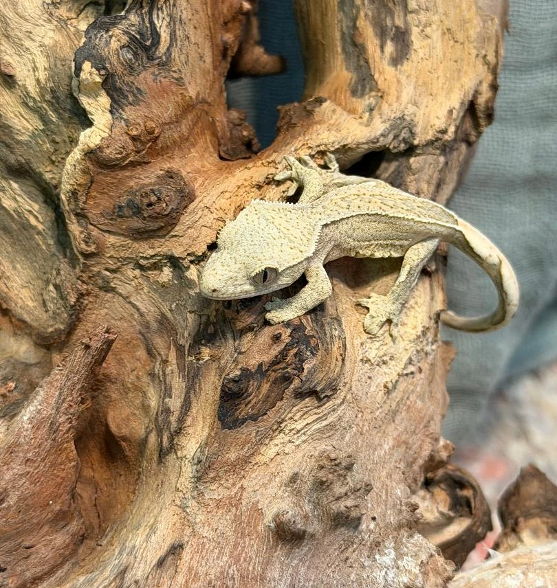 Quadstripe Tiger/Flame Crested Gecko – Partial Pinstripe Photo - Crested Geckos US