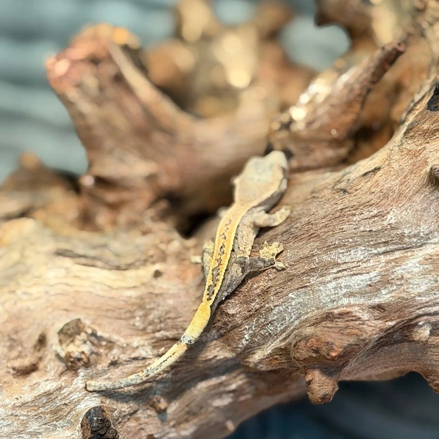 Flame Partial Pinstripe Crested Gecko – Juvenile Photo - Crested Geckos US