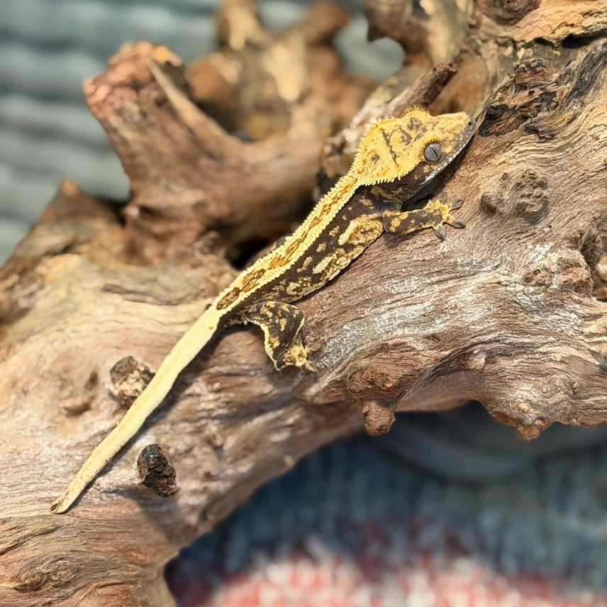High White Harlequin Crested Gecko – Partial Pinstripe Photo - Crested Geckos US