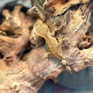 Brindle Crested Gecko – Juvenile - Buy Online at Crested Geckos US