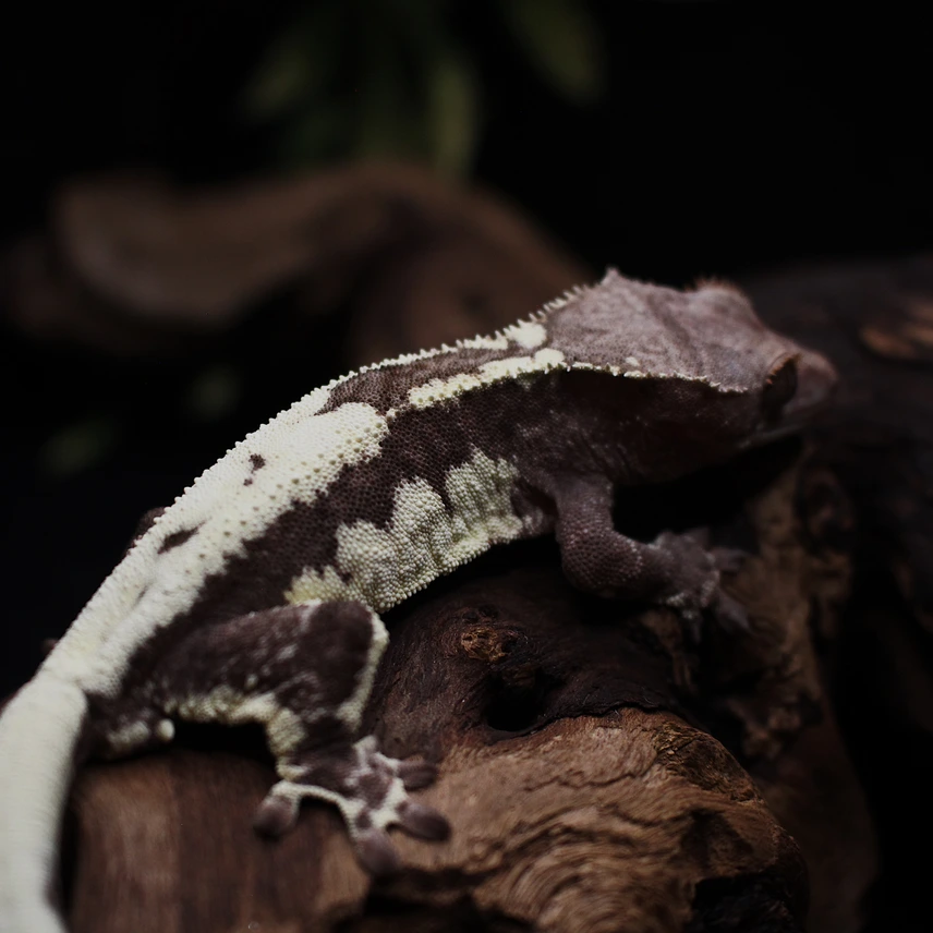 Frapp Crested Gecko For Sale !!! Photo - Crested Geckos US
