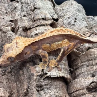 Crested Geckos: Low Maintenance Pets?